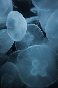 Close-up of jellyfish in sea