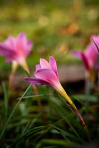 Close-up of pink flowering plant