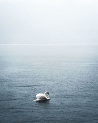 Swan swimming in sea against sky