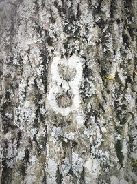 Full frame shot of tree trunk