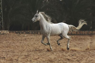 Side view of horse standing on field