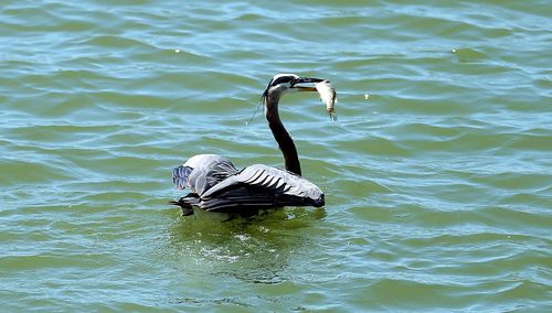 Bird swimming in lake