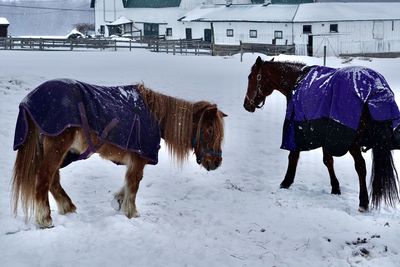 Horse standing on snow covered field