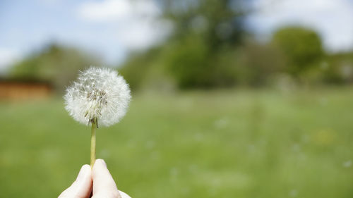 Hand holding dandelion against white background