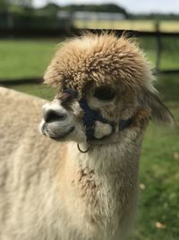 Close-up of an animal looking away