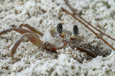 Close-up of insect on sand