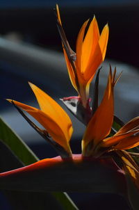 Close-up of orange flower