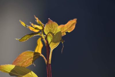 Close-up of yellow flower against black background