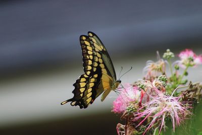 Close-up of butterfly pollinating on flower