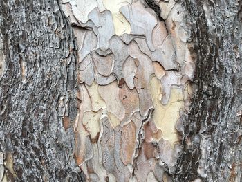 Full frame shot of tree trunk