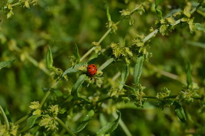 Close-up of ladybug on plant