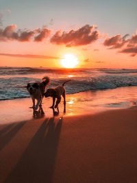 Horses on beach during sunset