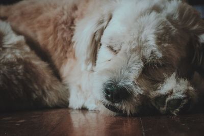 Close-up of dog sleeping