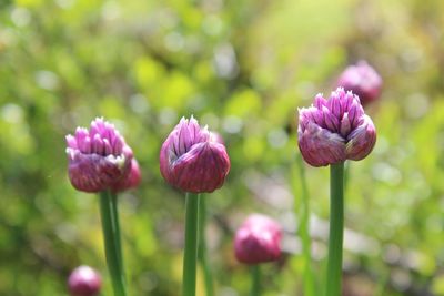 Close-up of pink flowering plant