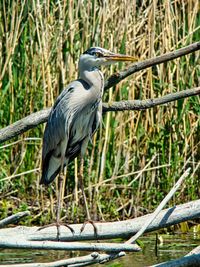 High angle view of gray heron perching on a tree