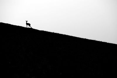 Silhouette of wild animal, black and white