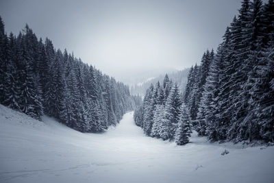 Trees on snow covered landscape against sky