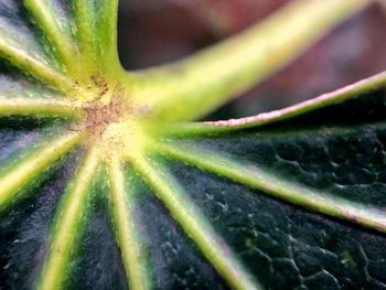 Macro shot of succulent plant