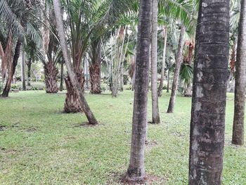 Trees on field in forest