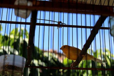 Low angle view of bird in cage