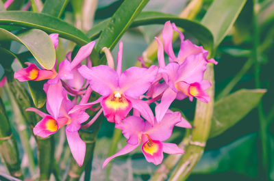 Close-up of pink flowering plant