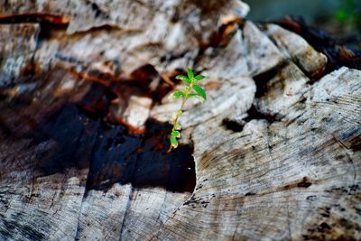 Close-up of small wood on tree trunk