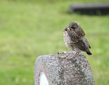 Close-up of bird perching on rock