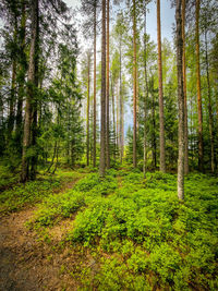 Trees in forest