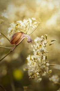 Close-up of flowering plant