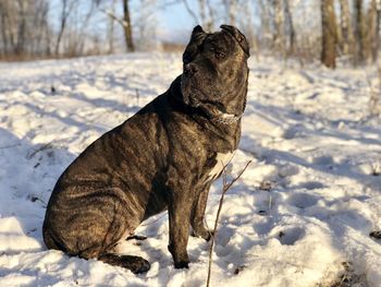 Dog on snow covered land