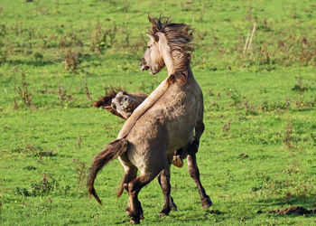 Giraffe on field