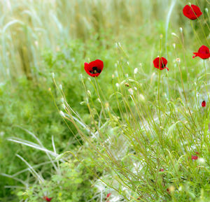 Close-up of red flower on field