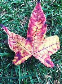 Close-up of maple leaves on field