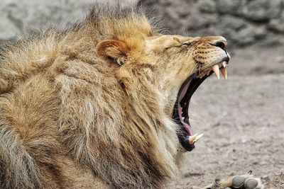 Close-up of lion yawning