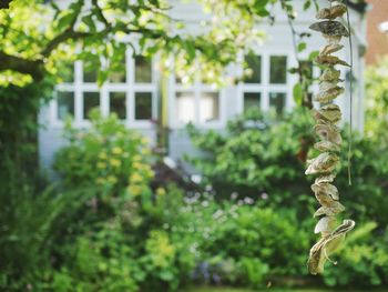 Close-up of plant against building