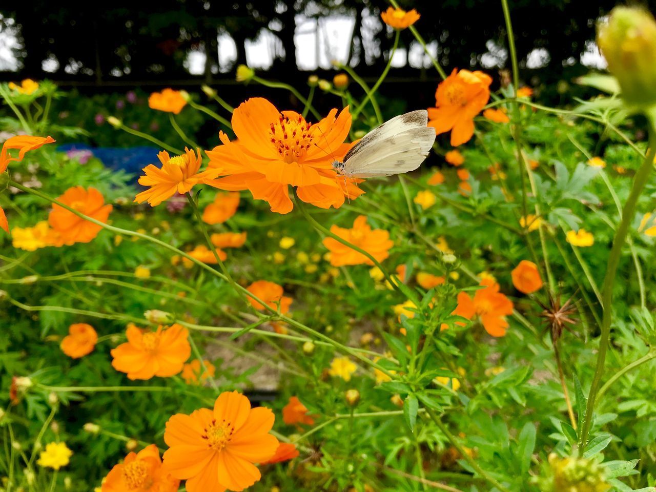 CLOSE-UP OF BUTTERFLY ON YELLOW FLOWER