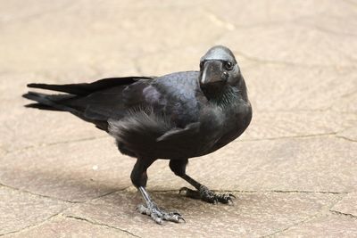 Close-up of bird perching on floor