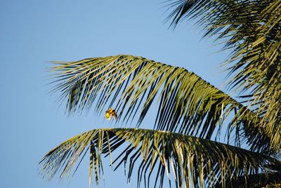 palm tree