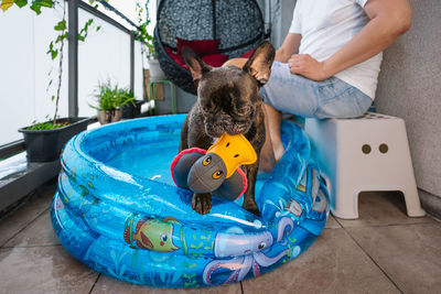 Midsection of man and french bulldog dog playing with toy in inflatable pool at home