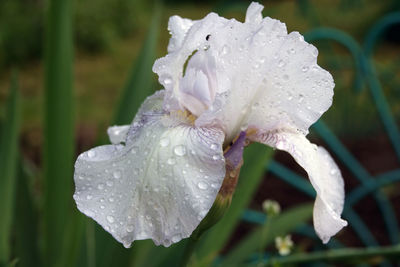 Close-up of raindrops on white rose