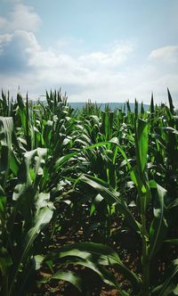 Close-up of fresh plants in field against sky