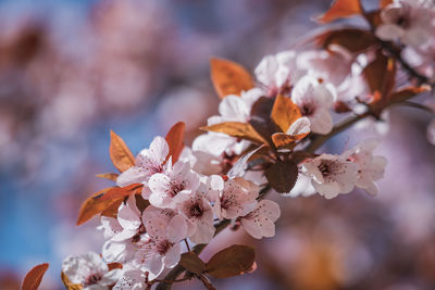 Close-up of pink cherry blossom tree