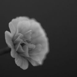 Close-up of flower over black background