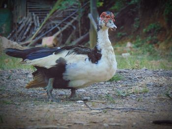 Side view of a bird on field