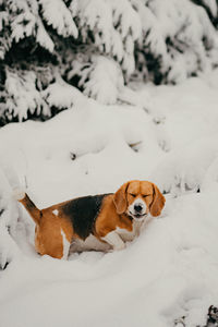Dog relaxing on snow covered land