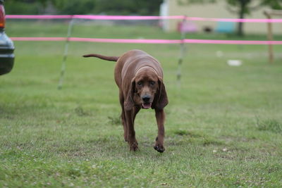 Dog running on field