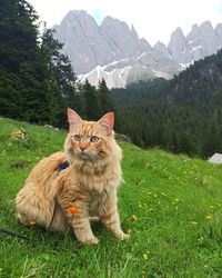 Portrait of cat on field