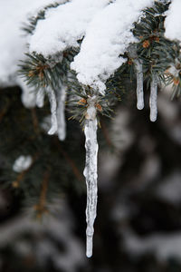 Close-up of frozen tree