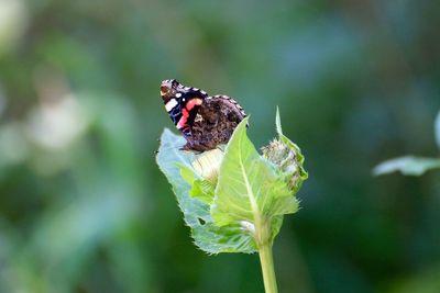 Close-up of butterfly on flower