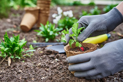 Gardener in gloves planting agricultural plant in pot in garden. farmer gardening and harvesting